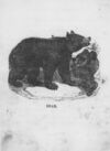 Thumbnail 0010 of An alphabet of quadrupeds