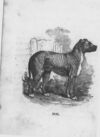 Thumbnail 0018 of An alphabet of quadrupeds