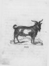 Thumbnail 0030 of An alphabet of quadrupeds