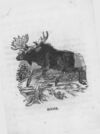 Thumbnail 0054 of An alphabet of quadrupeds