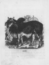 Thumbnail 0102 of An alphabet of quadrupeds