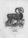 Thumbnail 0114 of An alphabet of quadrupeds