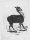 Thumbnail 0126 of An alphabet of quadrupeds