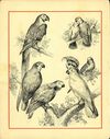 Thumbnail 0008 of Alphabet of birds