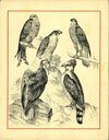 Thumbnail 0009 of Alphabet of birds