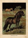 Thumbnail 0006 of Horses