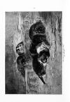 Thumbnail 0011 of St. Nicholas. October 1891